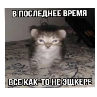 😭 В ПОСЛЕДНЕЕ ВРЕМЯ
ВСЕ КАК-ТО НЕ ЭЩКЕРЕ 고양이, 새끼 고양이, 밈, 러시아, 웃긴, 동물, 텍스트 telegram sticker