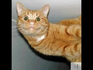 😁 cat, pet, animal, tabby, feline telegram sticker
