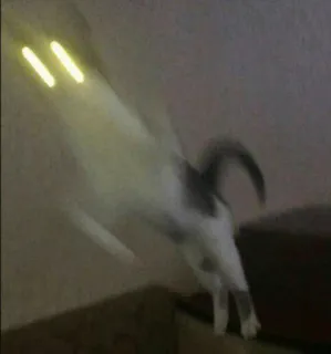 😵 gato, gatinho, animal, animal de estimação, superpoderes whatsapp sticker