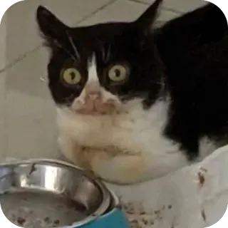 😳 kucing, hewan peliharaan, binatang, hitam putih telegram sticker