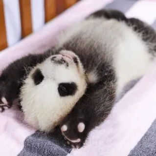 🐼 panda, animal, lindo, bebé, dormido, perezoso telegram sticker