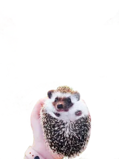 😁 ёж, животное, домашнее животное, милый telegram sticker