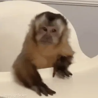 🐵 Affe, Tier, Primat, süß, fellartig whatsapp sticker