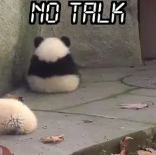 😂 NO TALK Panda, Animal, Mignon, Silencieux, Mème, Drôle telegram sticker
