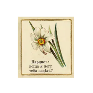 🤔 Нарцисс: когда я могу тебя видеть? fleur, narcisse, romantique, question, vintage telegram sticker