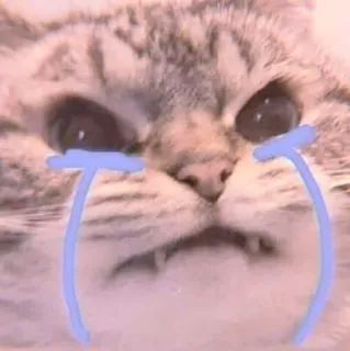 🐈 cat, crying, sad, tears, meme, animal, pet whatsapp sticker