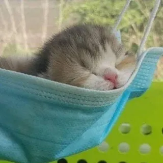 😪 cat, kitten, sleeping, mask, cute, animal, pet telegram sticker