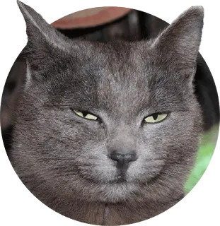 😼 cat, animal, grey cat, pet, feline, domestic animal telegram sticker