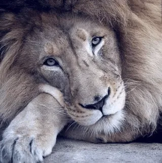 🙁 лев, животное, кошка, дикая природа, млекопитающее, природа telegram sticker