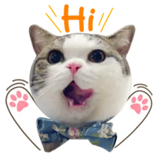 👋 Katze, süß, Tier, Aufkleber telegram sticker