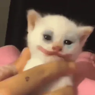 🤡 chaton, chat, drôle, mignon, maquillage, animal whatsapp sticker