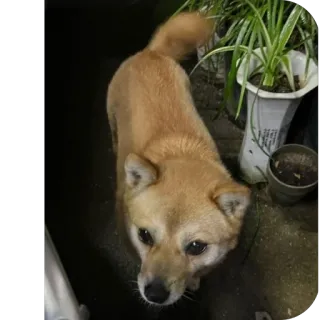 🫥 dog, pet, shiba inu, animal, cute, domestic animal, dog portrait telegram sticker