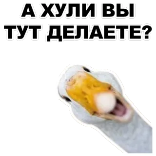 😮 А ХУЛИ ВЫ ТУТ ДЕЛАЕТЕ? canard, question, animal, oiseau, humour whatsapp sticker