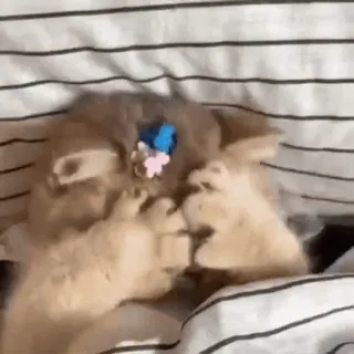 🥺 고양이, 새끼 고양이, 자는, 귀여운, 애완 동물, 동물 whatsapp sticker