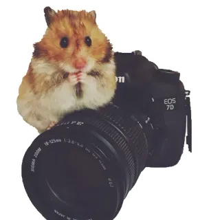 📷 hamster, kamera, fotografer, binatang, hewan pengerat, lucu telegram sticker