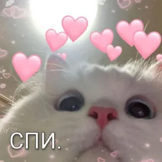 😴 спи. 猫, ハート, 可愛い, 動物, 睡眠 telegram sticker