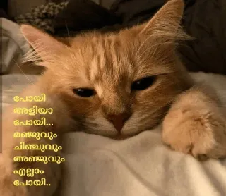 😂 പോയി
ഒളിയാ...
പോയി...
മഞ്ചുവും
ചിഞ്ചുവും
അഞ്ചുവും
എല്ലാരും
എല്ലാം
പോയി.. cat, sad, animal, domestic, pet telegram sticker