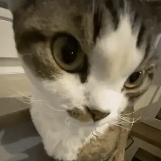 😄 cat, pet, animal, close-up, domestic cat whatsapp sticker
