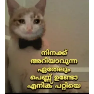 😂 നിനക്ക് അറിയാവുന്ന ഏതെങ്കിലും പെണ്ണ് ഉണ്ടോ എനിക്ക് പറ്റിയെ cat, bow tie, sad, funny, meme telegram sticker