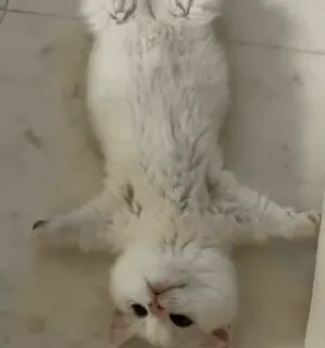 ❤️ 猫, 白い猫, 動物, 飼い猫, ペット, ネコ科 telegram sticker