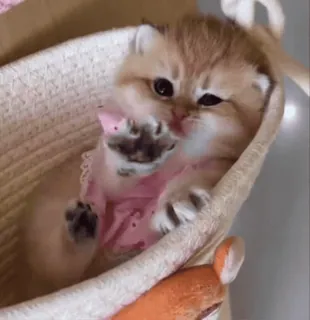 😄 kitten, cat, middle finger, offensive gesture, animal, cute, funny whatsapp sticker