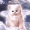 cursed kittens @satori_666 telegram emojis 😇