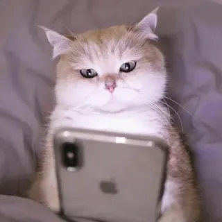 📱 gato, teléfono, animal, mascota, lindo, divertido, gatito whatsapp sticker