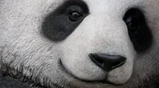 😊 panda, animal, bear, cute, wildlife, nature telegram sticker