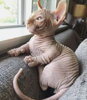 😒 chat, sphynx, chat sans poil, animal de compagnie, animal, chat domestique telegram sticker
