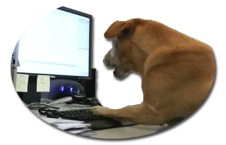 😣 dog, computer, typing, animal, funny telegram sticker