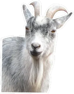 😄 goat, animal, farm telegram sticker