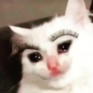 Crying Cat, @icarusfalls telegram stickers