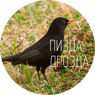 🐦 ПИЗДА ДРОЗДА pássaro, melro, ofensivo, russo telegram sticker