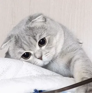 🐱 猫, 苏格兰折耳猫, 小猫, 可爱, 动物, 宠物 telegram sticker