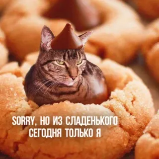😏 SORRY, НО ИЗ СЛАДЕНЬКОГО СЕГОДНЯ ТОЛЬКО Я แมว, ตลก, ช็อกโกแลต, หวาน, คุกกี้, สัตว์, มีม telegram sticker