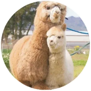 Funny Alpaca(@alp_stickers) telegram stickers