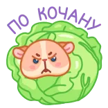 🤨 Cabbage-pult! cabbage, guinea pig, funny, cute, angry, vegetable, cartoon telegram sticker