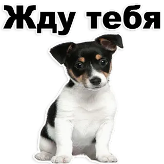 😍 Жду тебя 개, 강아지, 기다림, 귀여운, 동물 telegram sticker