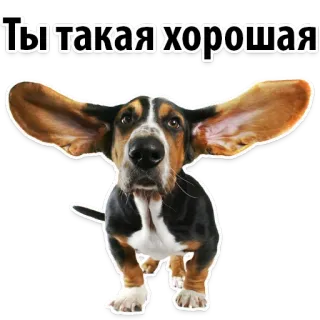 💋 Ты такая хорошая dog, bassett hound, animal, pet, cute, funny, ears, russian telegram sticker