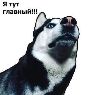 😑 husky, dog, animal, pet, siberian husky, blue eyes whatsapp sticker