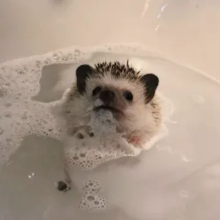🦔 riccio, bagno, bolle, carino, animale, animale domestico whatsapp sticker