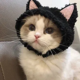 🪐 cat, animal, kitten, cute, pet, hat, ears telegram sticker