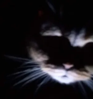 👻 gato, animal, gato doméstico, animal de estimação telegram sticker