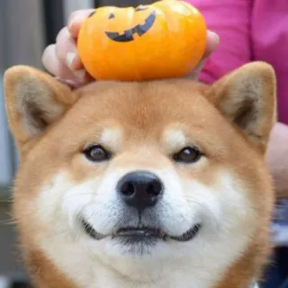 🎃 Hund, Shiba Inu, Kürbis, Halloween, süß, Tier, Haustier, orange telegram sticker