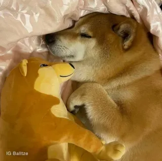 ❤️ IG Balltze dog, shiba inu, plush, sleeping, cute, pet, animal, meme telegram sticker