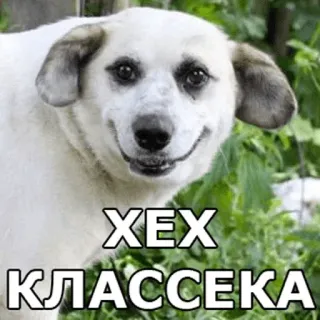 ✳️ XEX
КЛАССЕКА dog, meme, russian, text whatsapp sticker