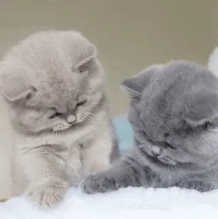 🧐 gattini, gatti, carini, animali domestici, animali, felini telegram sticker