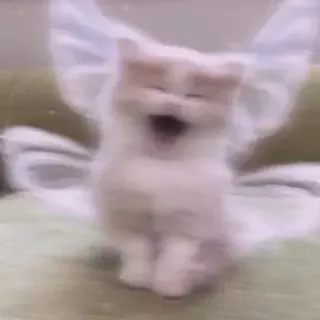 😂 猫, 子猫, 動物, かわいい, ペット, 翼, 天使 whatsapp sticker