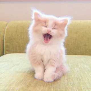 🐯 gatto, gattino, sbadiglio, carino, animale, animale domestico whatsapp sticker
