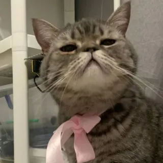 🐱 cat, pet, animal, cute, ribbon, domestic cat whatsapp sticker